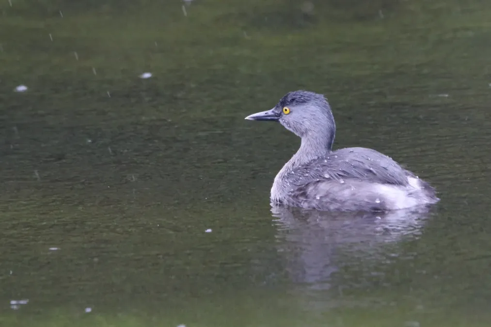 File:Least Grebe Tachybaptus dominicus dominicus, Key Biscayne, Florida, USA 2.jpg