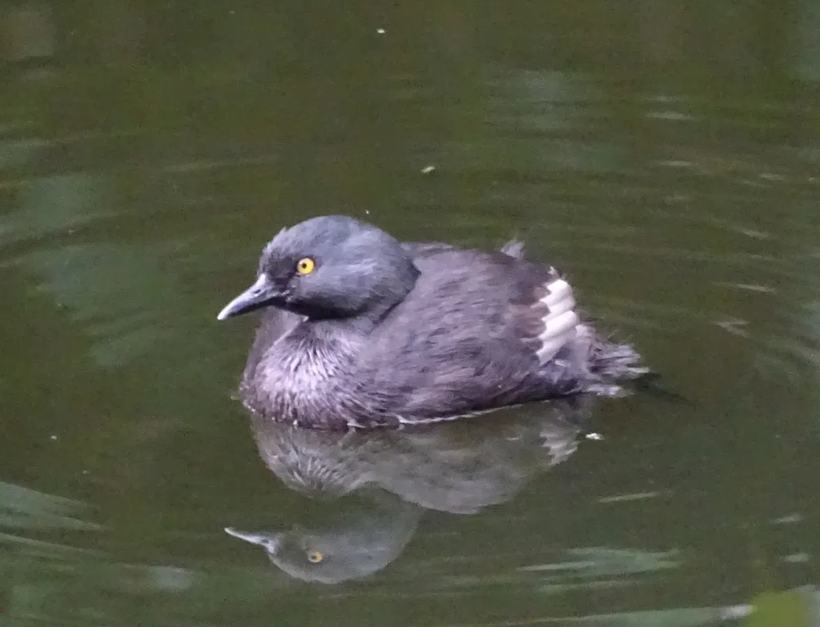 File:Least Grebe Tachybaptus dominicus dominicus, Santo Domingo, Dominican Republic 2.jpg
