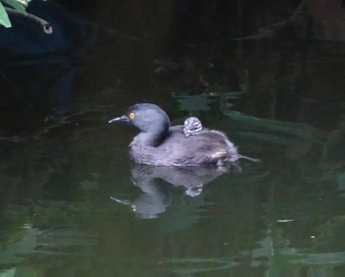 File:Least Grebe Tachybaptus dominicus dominicus, Santo Domingo, Dominican Republic 3.jpg