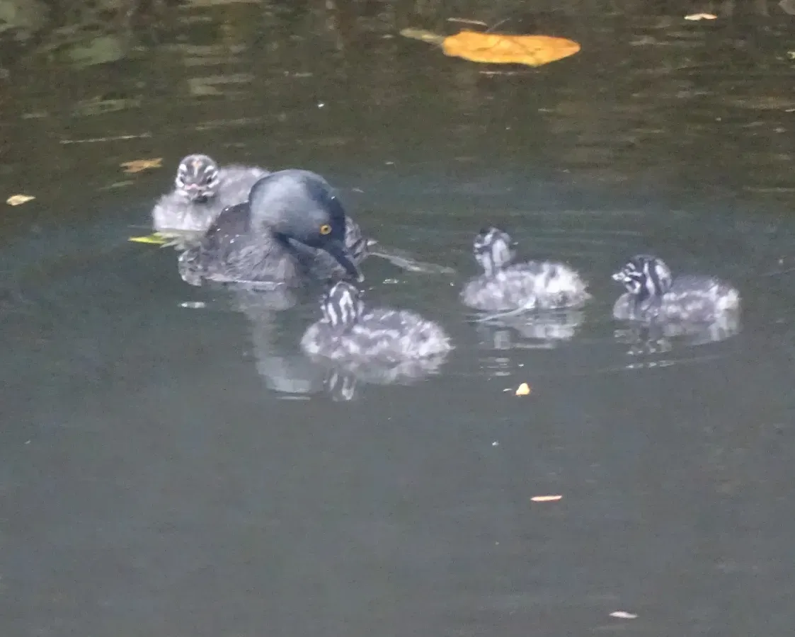File:Least Grebe Tachybaptus dominicus dominicus, Santo Domingo, Dominican Republic 4.jpg