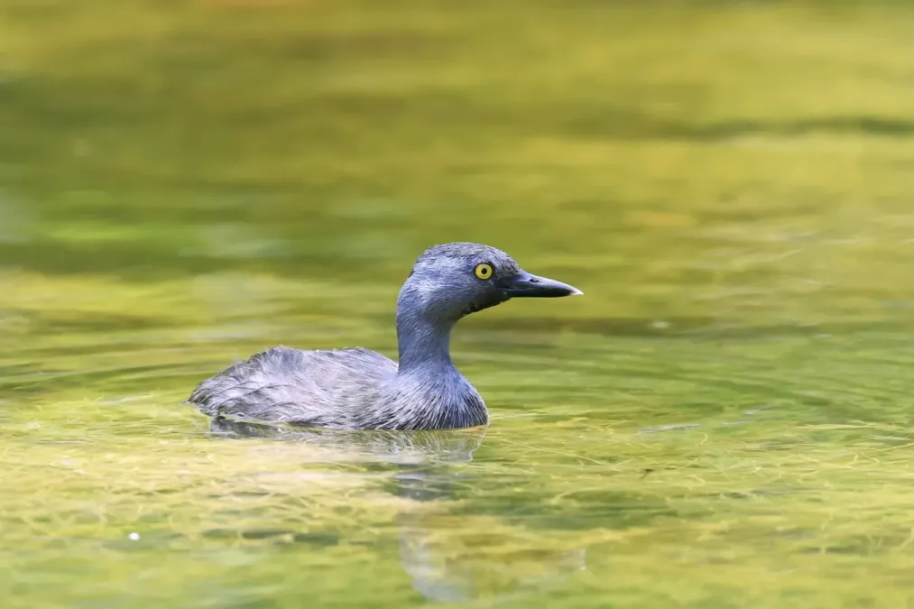 File:Least Grebe Tachybaptus dominicus dominicus, Key Biscayne, Florida, USA 3.jpg