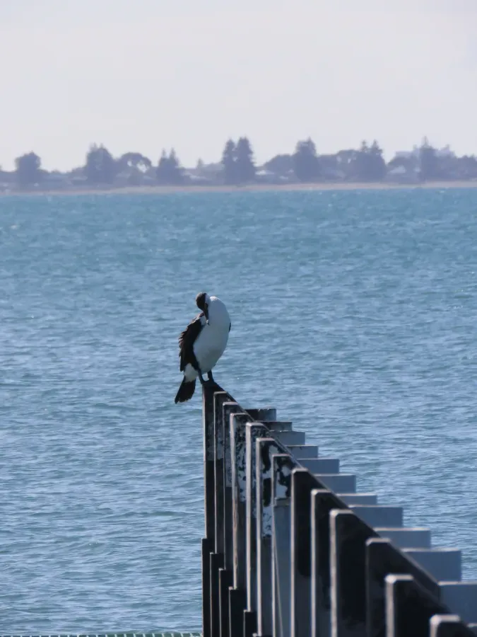 File:Australian Pied Cormorant (Phalacrocorax varius) at Port Kennedy Jetty, July 2023 02.jpg