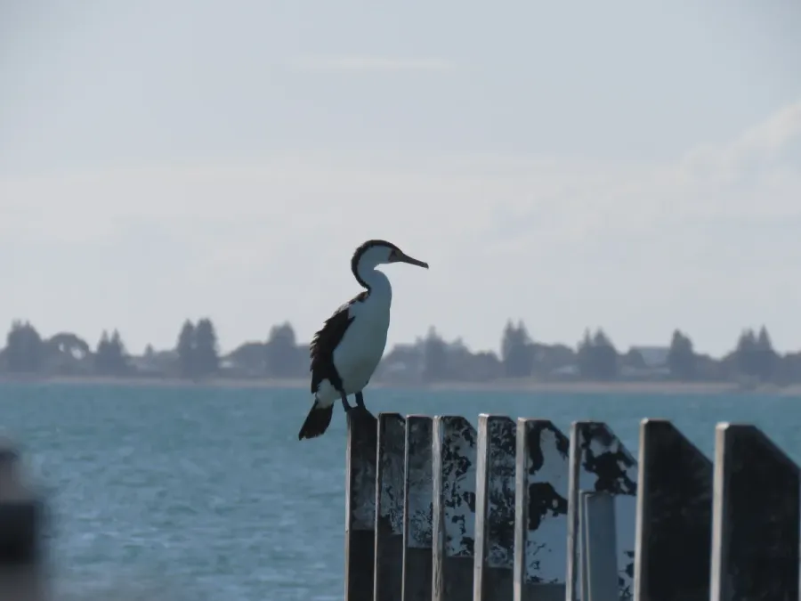 File:Australian Pied Cormorant (Phalacrocorax varius) at Port Kennedy Jetty, July 2023 03.jpg