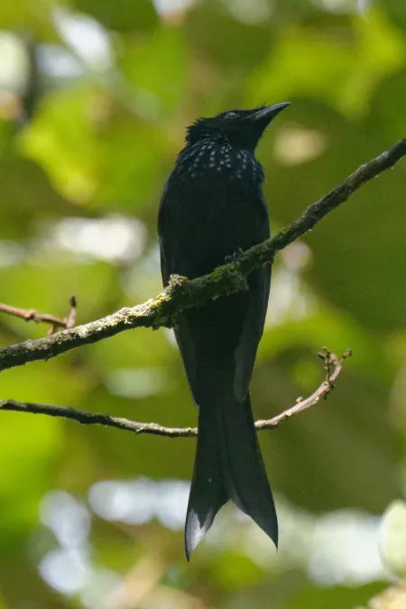 File:Dicrurus montanus 64408230.jpg