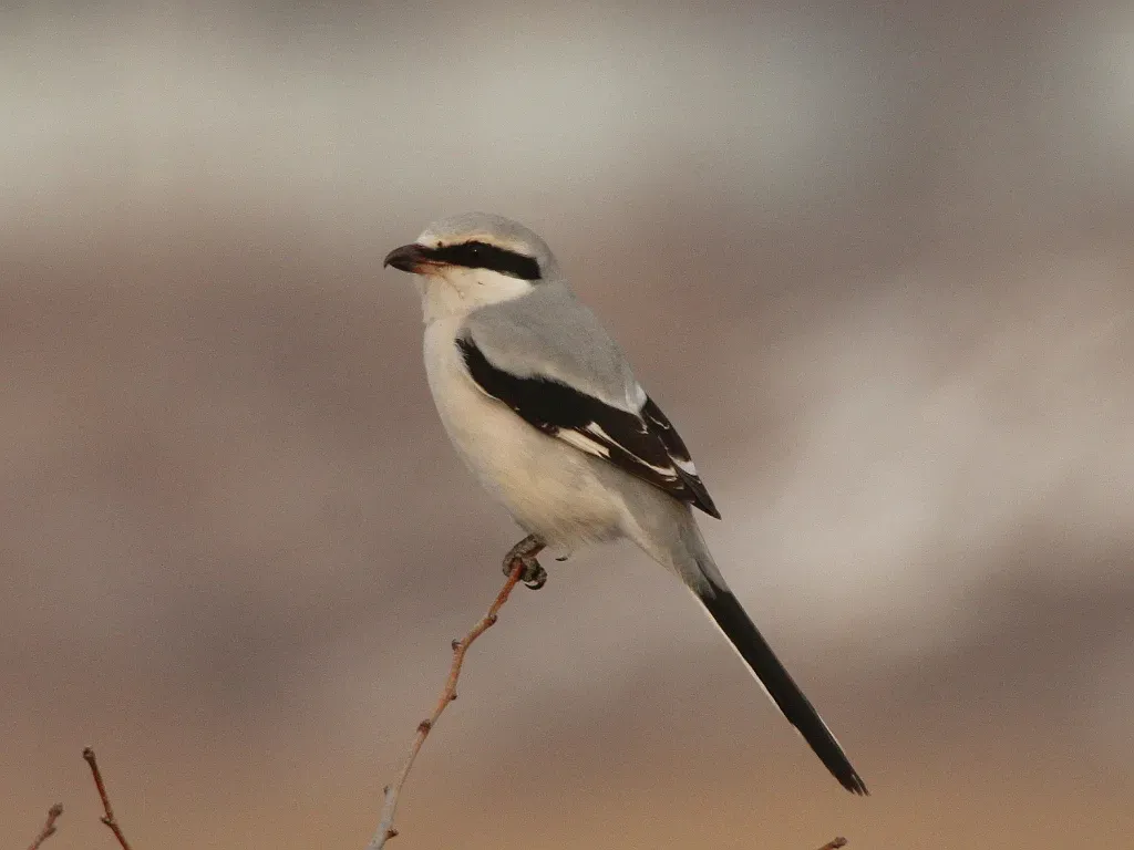 File:Lanius sphenocercus 108682845.jpg
