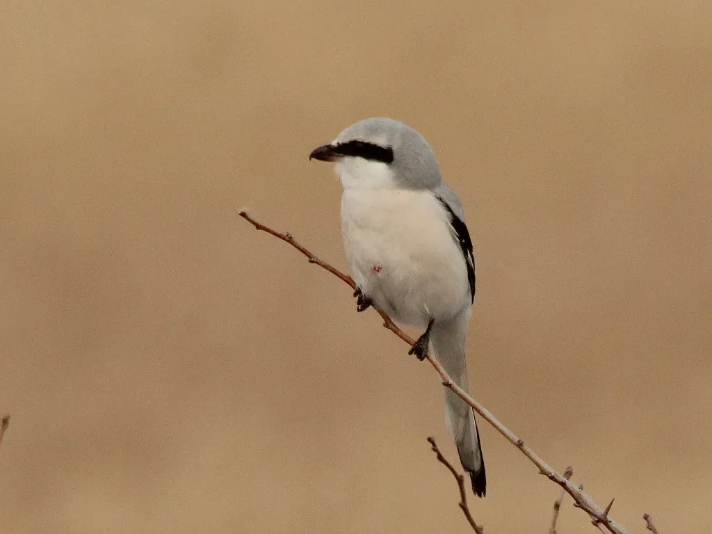 File:Lanius sphenocercus 108682833.jpg