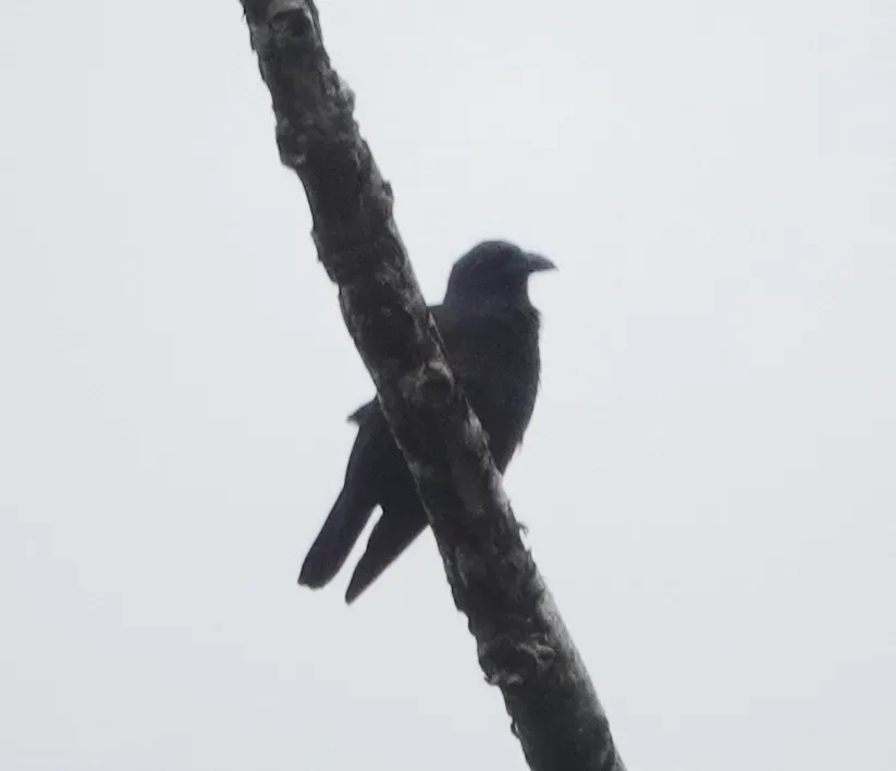 File:Corvus violaceus 247232668.jpg