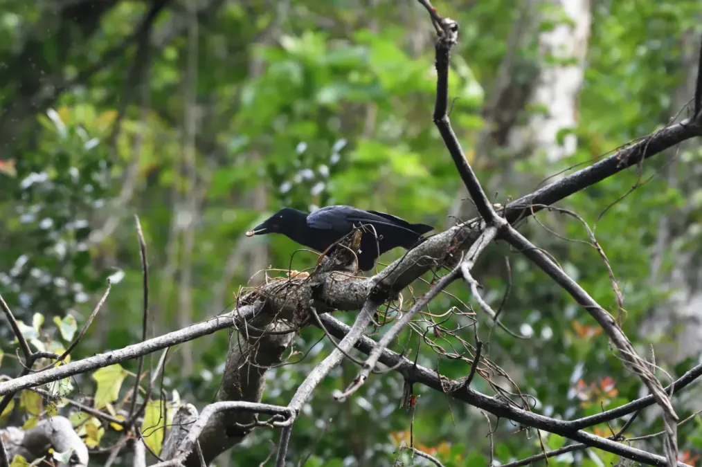 File:Corvus moneduloides 212163787.jpg