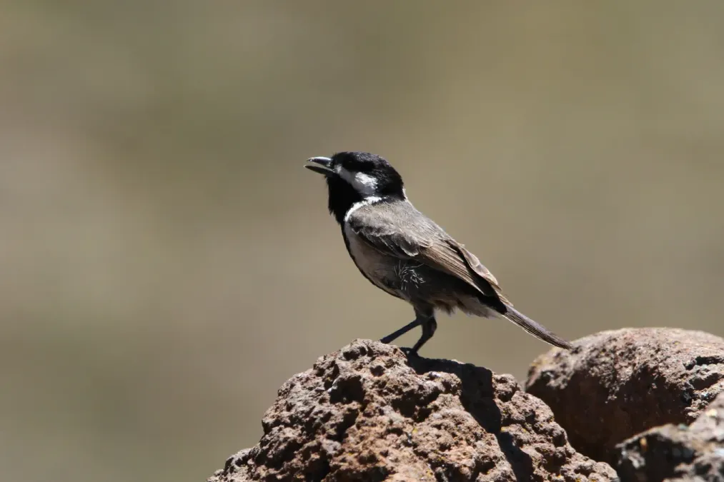 File:Melaniparus afer 93100788.jpg