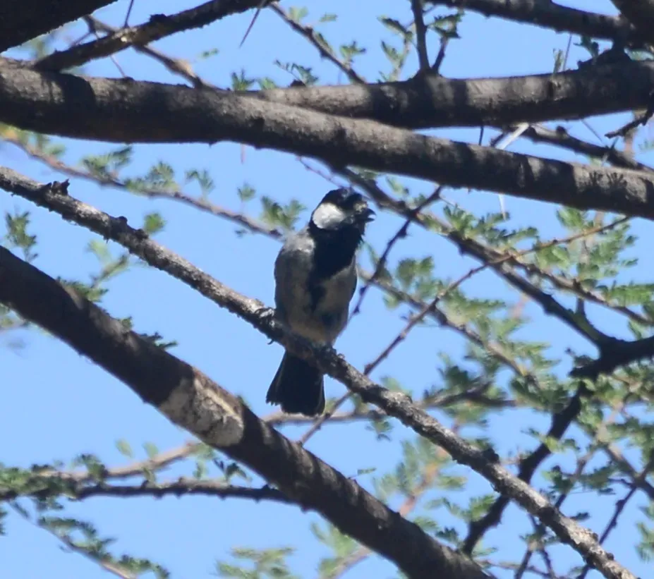 File:Melaniparus thruppi 135134442.jpg