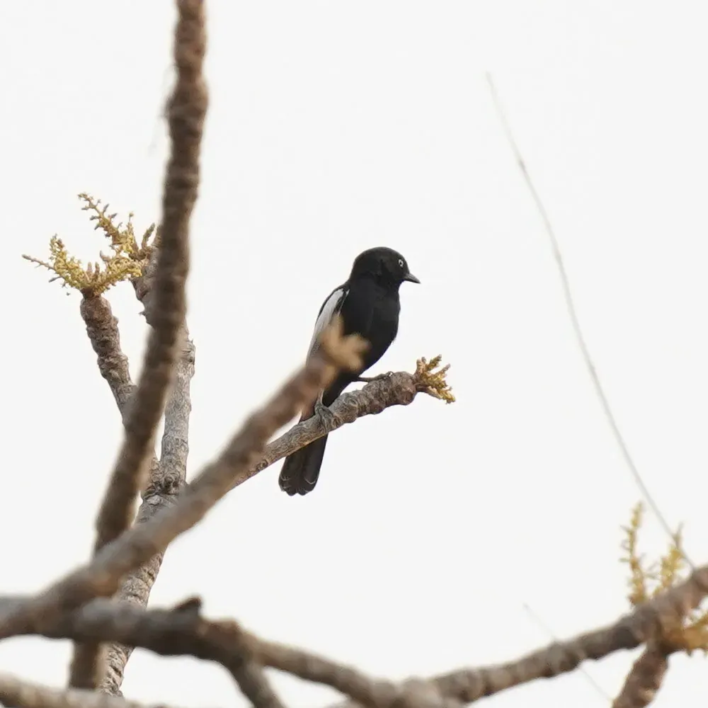 File:Melaniparus guineensis 260417779.jpg