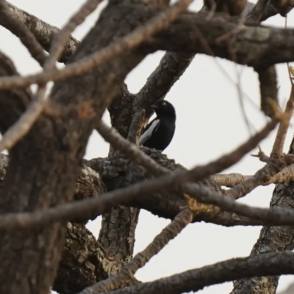 File:Melaniparus guineensis 260417738.jpg