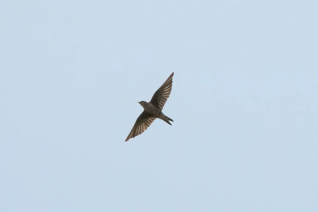 File:Progne murphyi 256572731.jpg