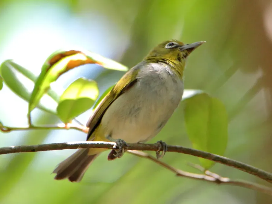 File:Zosterops citrinella 57098142.jpg