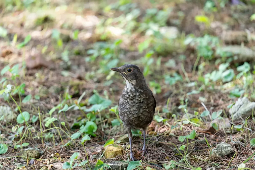 File:Turdus mandarinus 03.jpg
