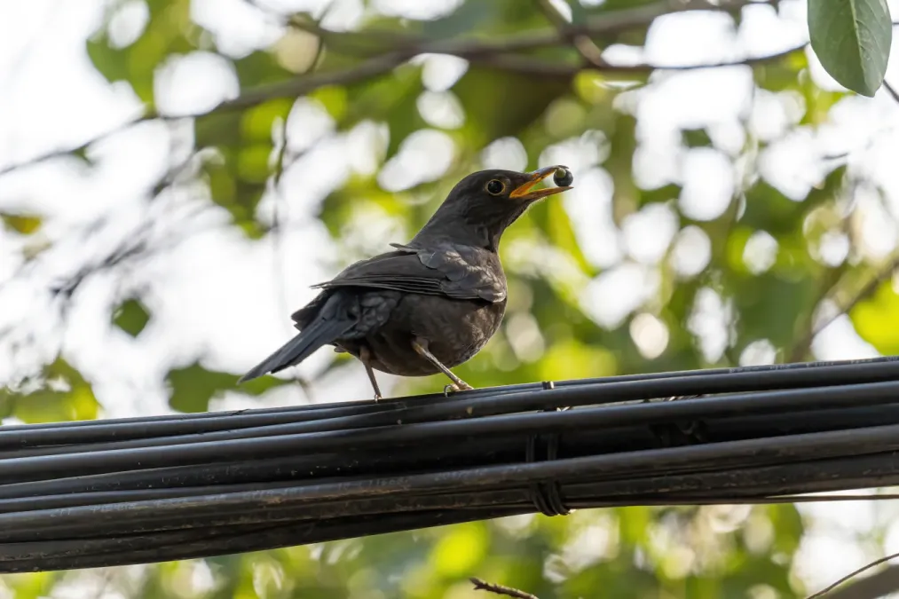 File:Turdus mandarinus 01.jpg
