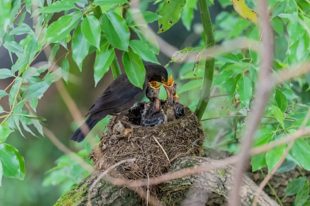 File:Turdus mandarinus 04.jpg