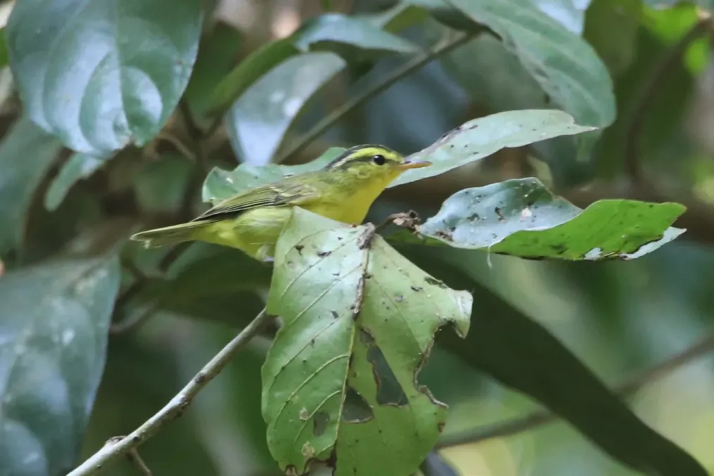 File:Phylloscopus ricketti 70377555.jpg