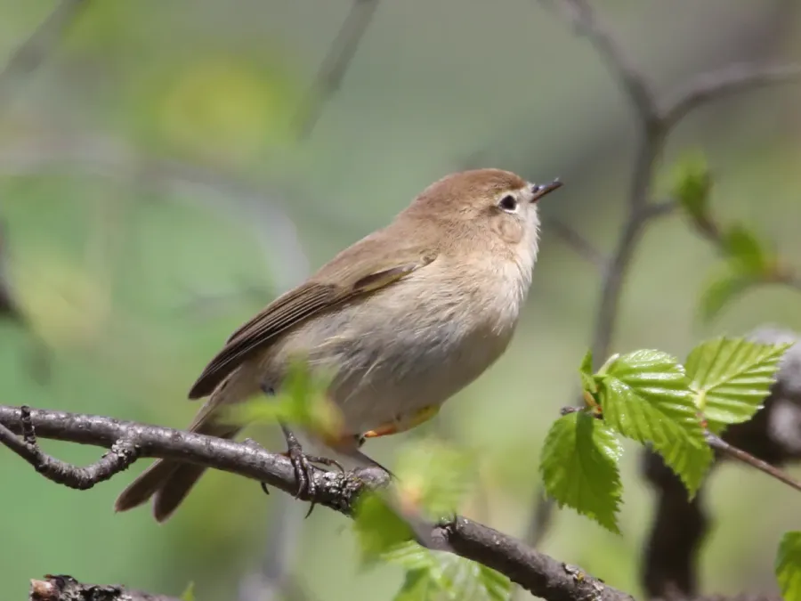 File:Phylloscopus sindianus 43491893.jpg