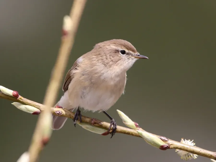 File:Phylloscopus sindianus 7905262.jpg