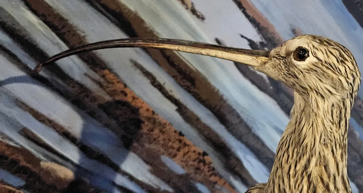File:Taxidermied Numenius americanus head detail - MBMNH.jpg