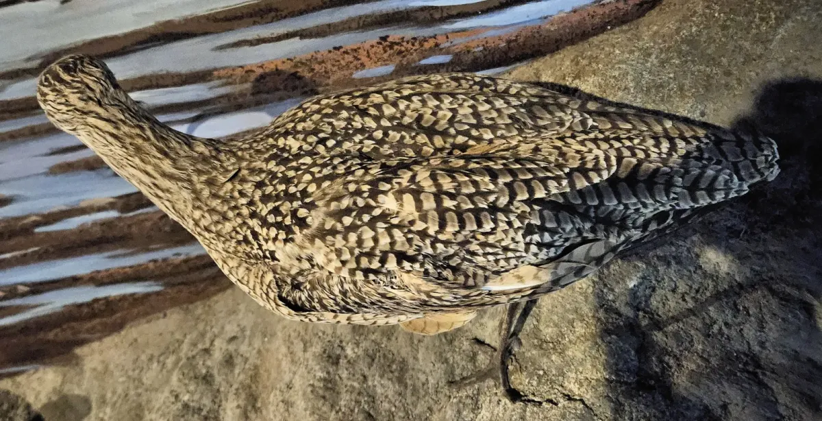 File:Taxidermied Numenius americanus top view - MBMNH.jpg