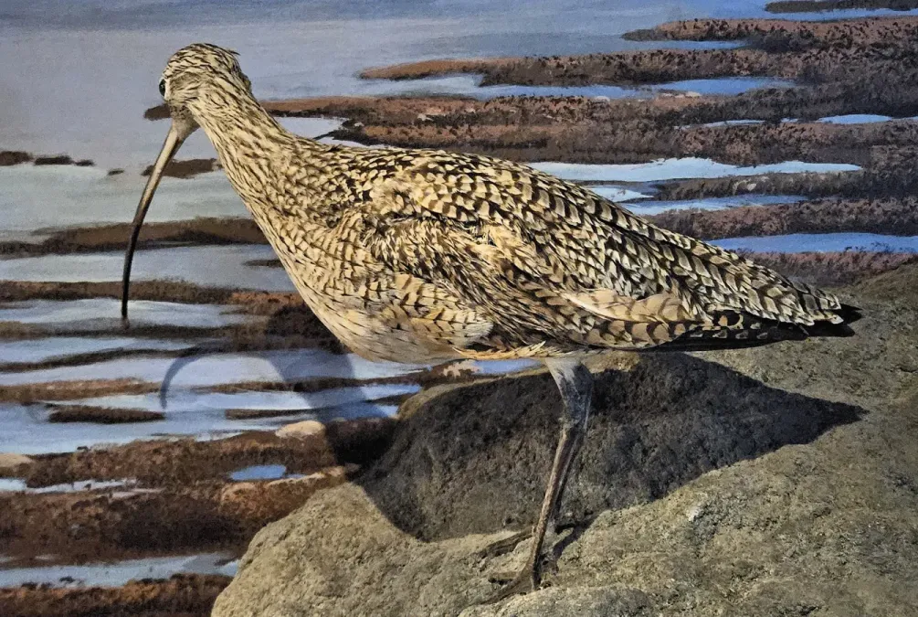 File:Taxidermied Numenius americanus - MBMNH.jpg
