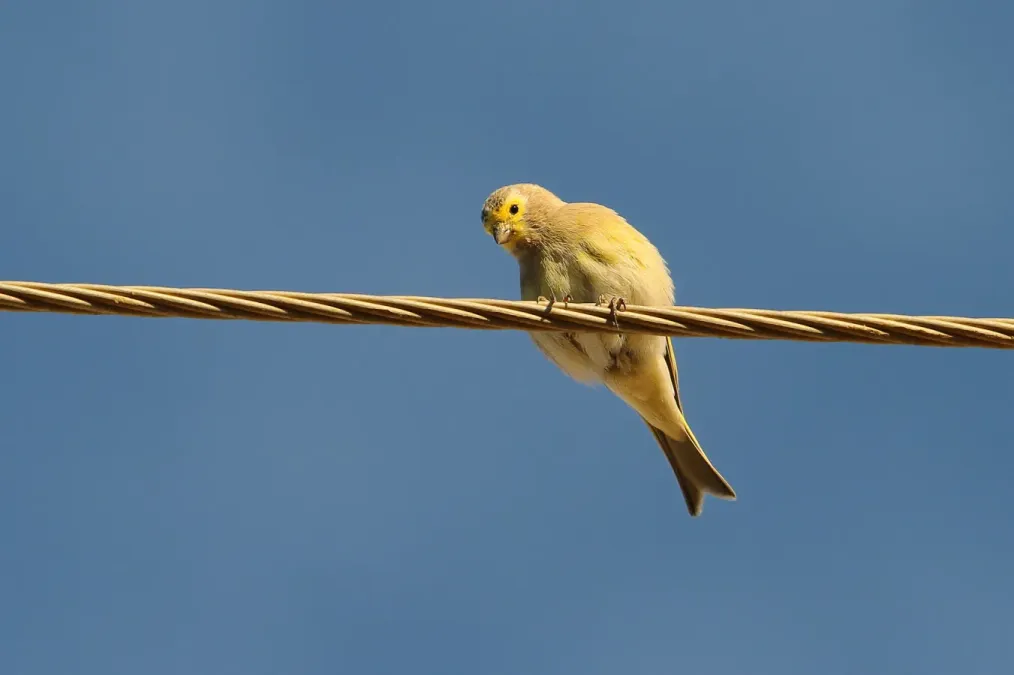 File:Serinus syriacus 93094713.jpg