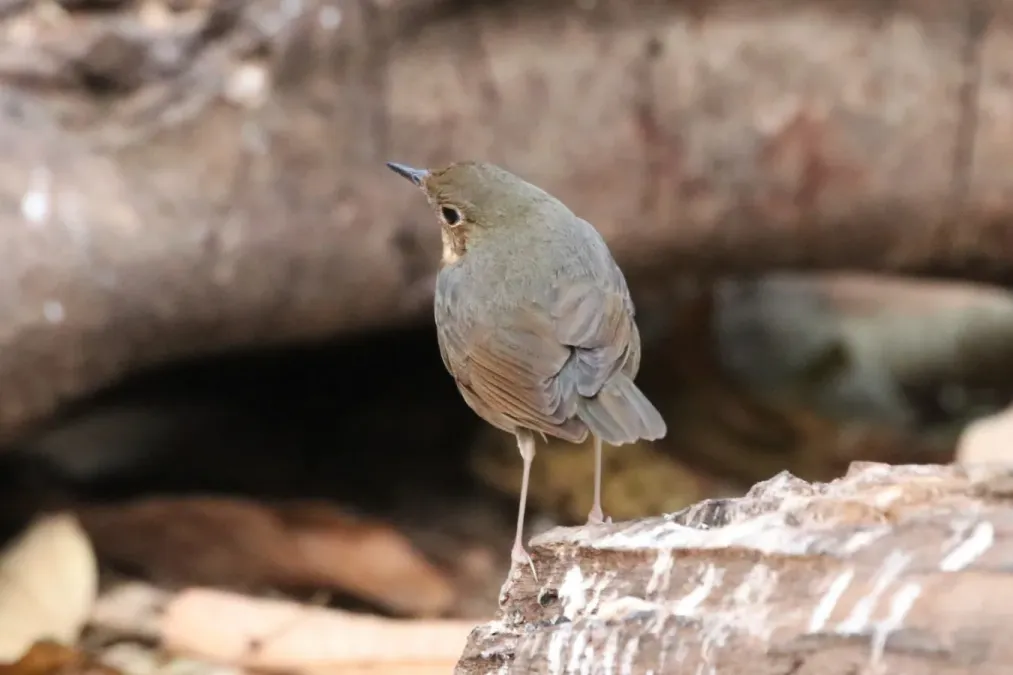 File:Larvivora cyane 68438431.jpg