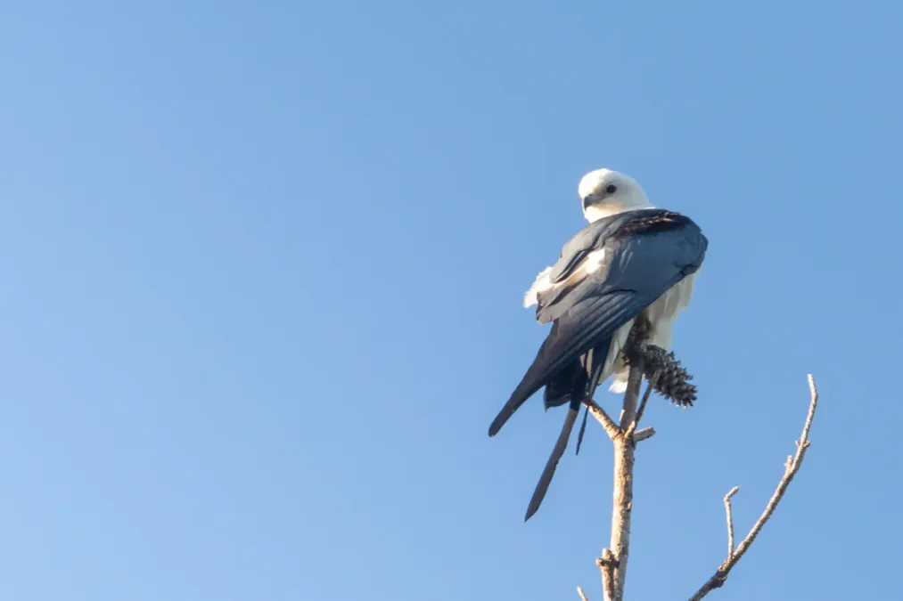 File:Swallow-tailed Kite (Elanoides forficatus).jpg