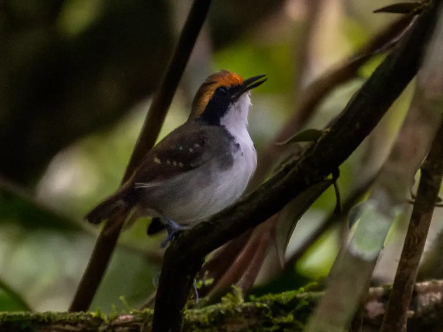 File:Myrmoborus leucophrys White-browed Antbird (female); Serra do Navio, Amapá, Brazil.jpg