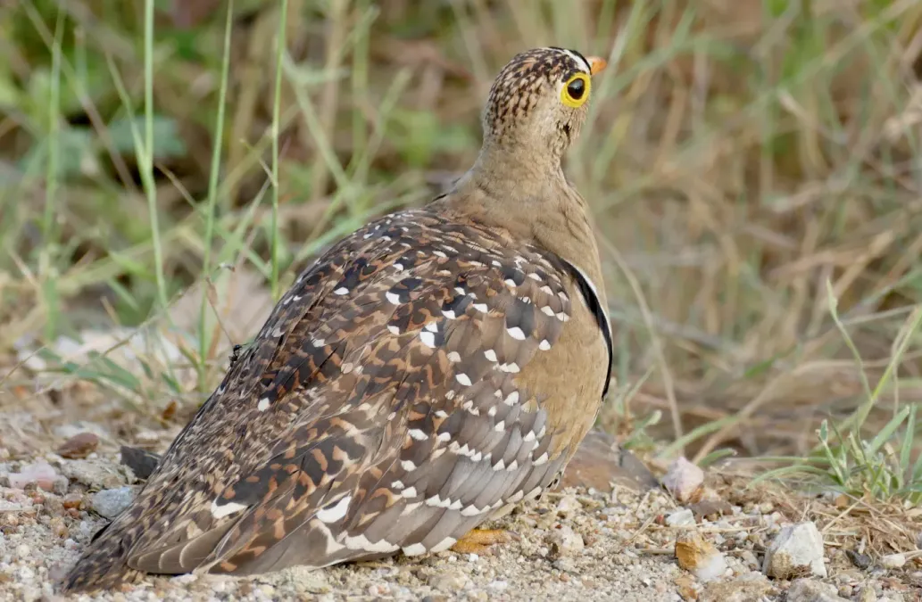 File:Double-banded Sandgrouse (Pterocles bicinctus) male ... (53061157973).jpg