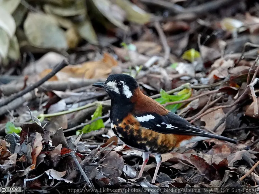 File:Geokichla dohertyi, escaped captive bird, Taiwan 3.jpg