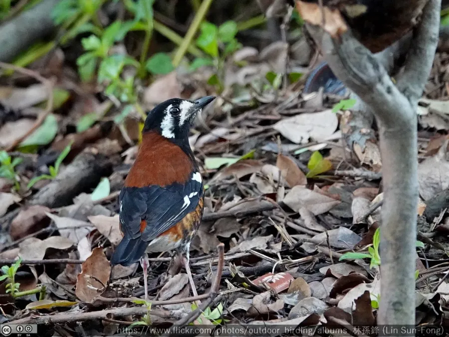 File:Geokichla dohertyi, escaped captive bird, Taiwan 4.jpg