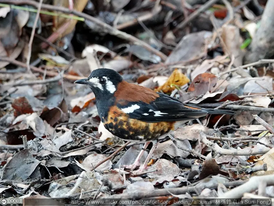 File:Geokichla dohertyi, escaped captive bird, Taiwan 5.jpg