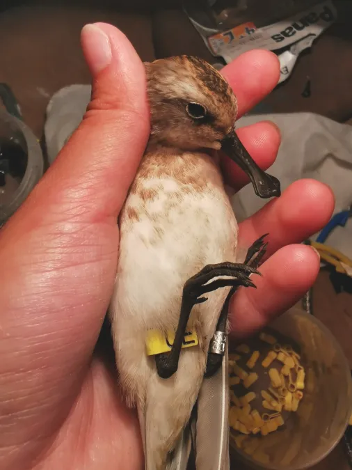 File:Calidris pygmaea 154813330.jpg