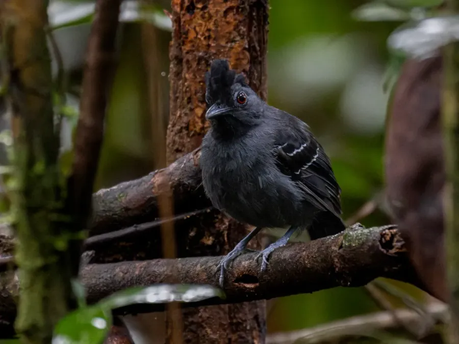 File:Percnostola rufifrons Black-headed Antbird (male); Serra do Navio, Amapá, Brazil (cropped).jpg