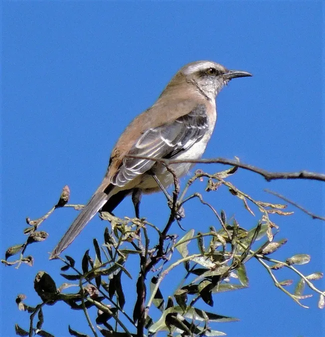 File:Mimus dorsalis 219674840.jpg