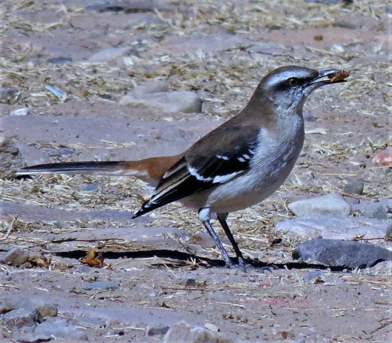 File:Mimus dorsalis 219675061.jpg
