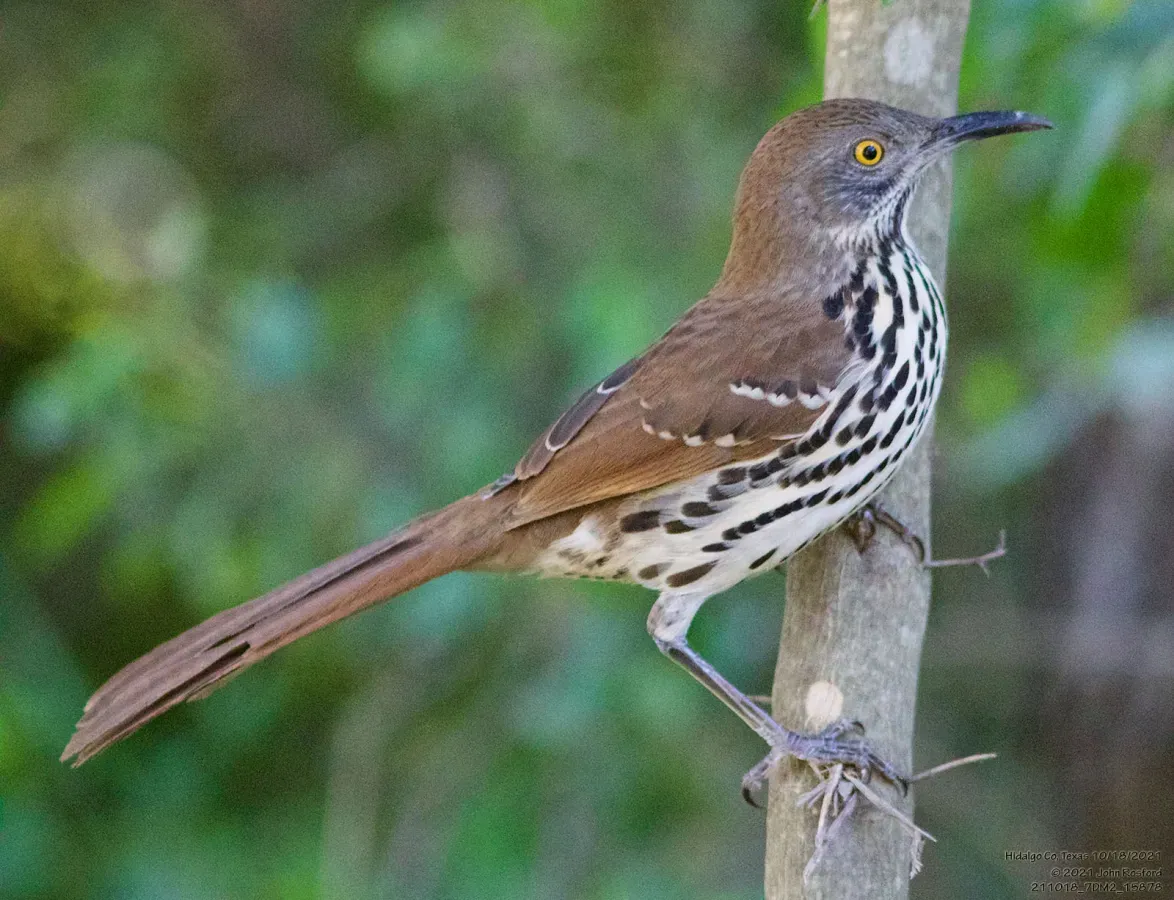 File:Toxostoma longirostre 290059735.jpg