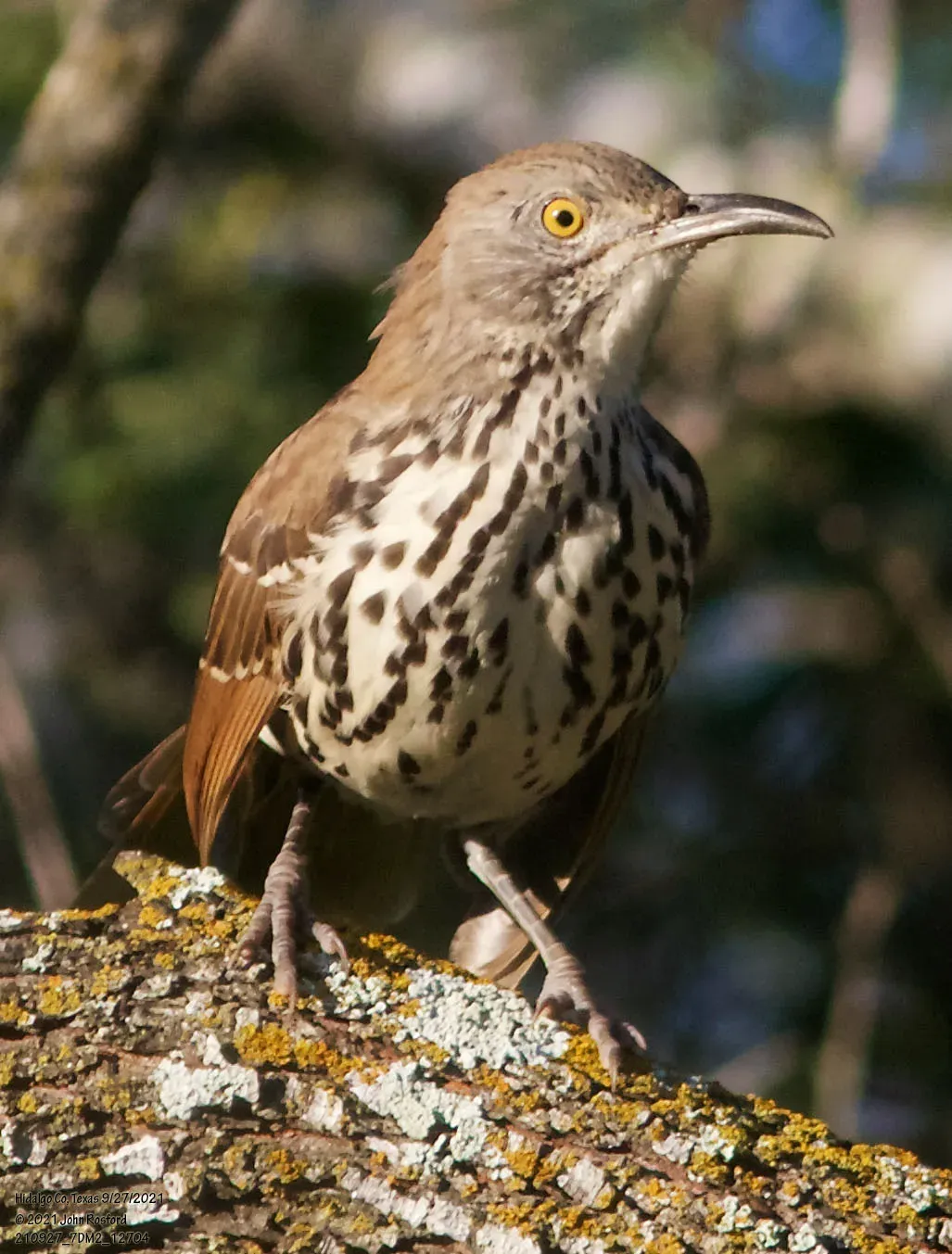 File:Toxostoma longirostre 288548545.jpg