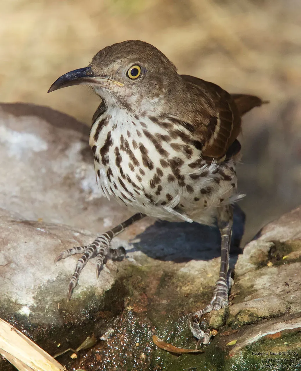 File:Toxostoma longirostre 205862576.jpg