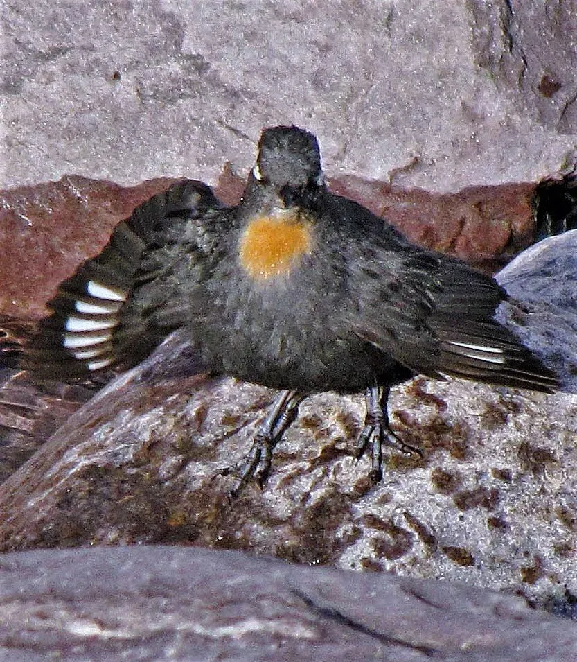 File:Cinclus schulzii 220684294.jpg