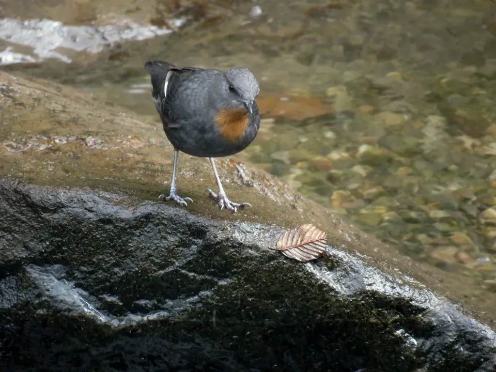 File:Cinclus schulzii 26441795.jpg