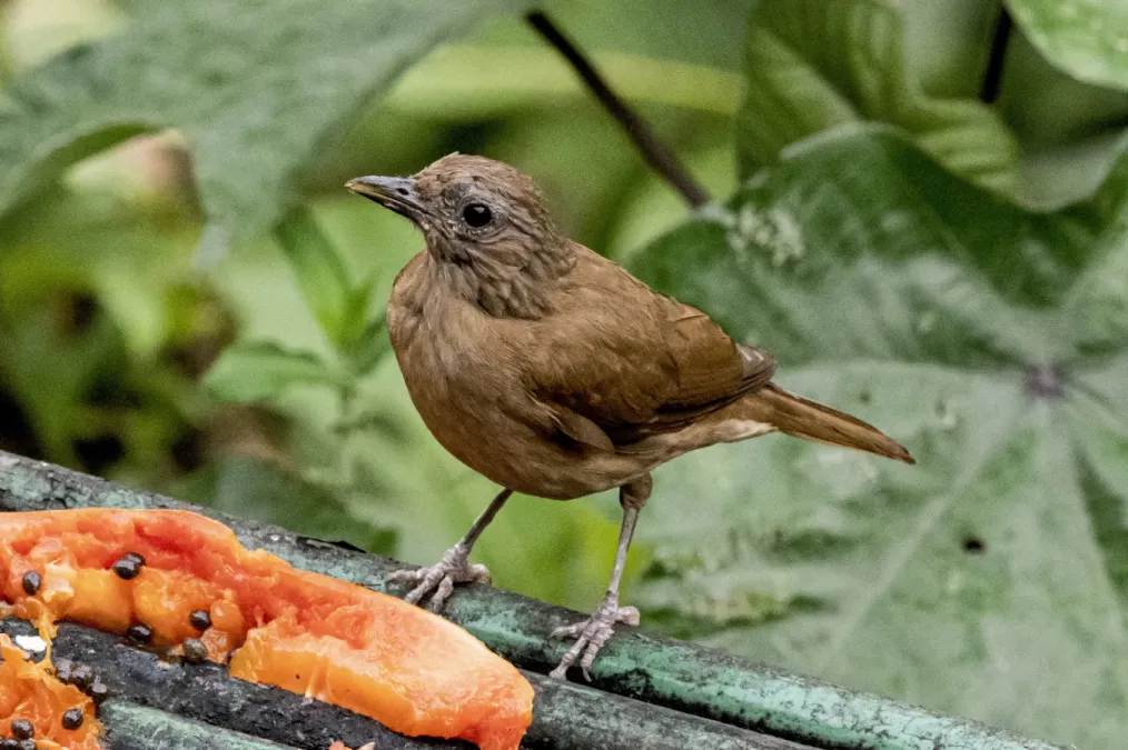 File:Turdus fumigatus 179719240.jpg