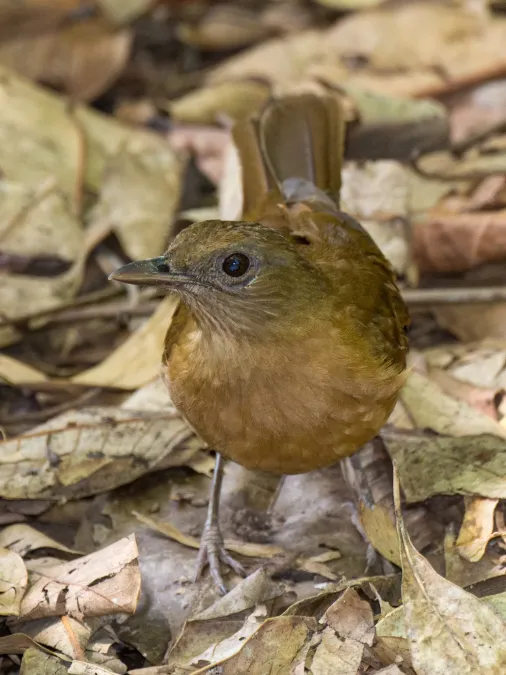File:Turdus fumigatus 60544243.jpg