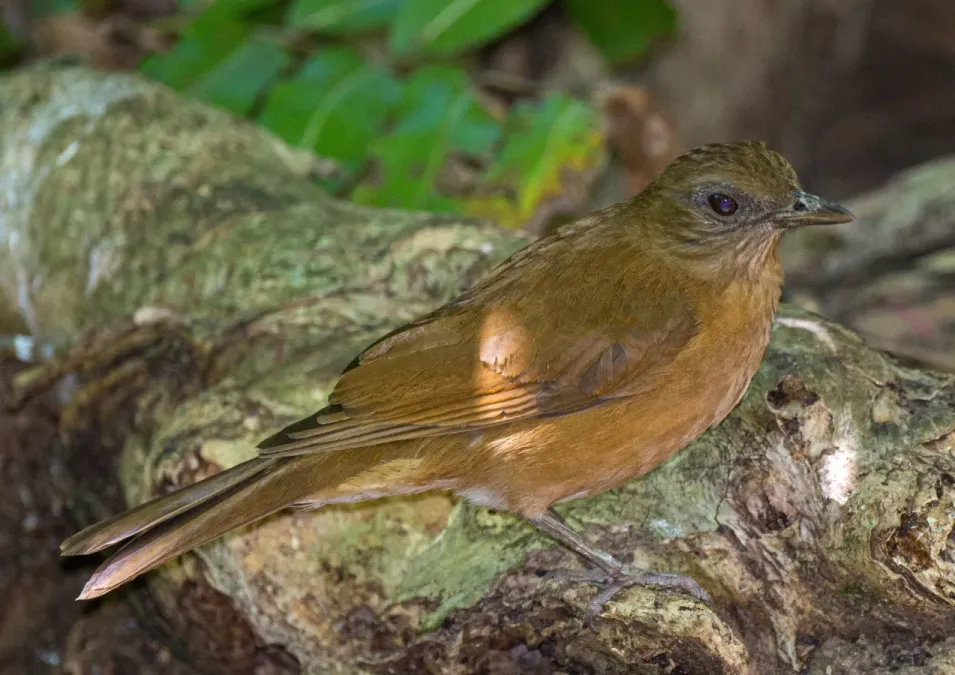 File:Turdus fumigatus 60544235.jpg
