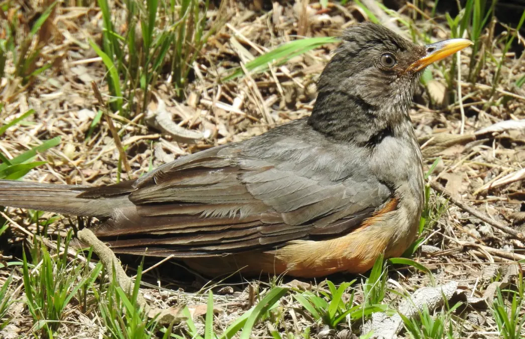 File:Turdus olivaceus culminans 172499244.jpg