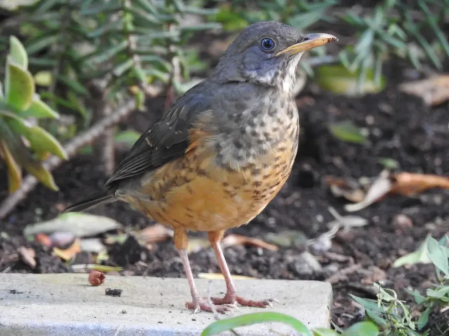 File:Turdus olivaceus 299460984.jpg