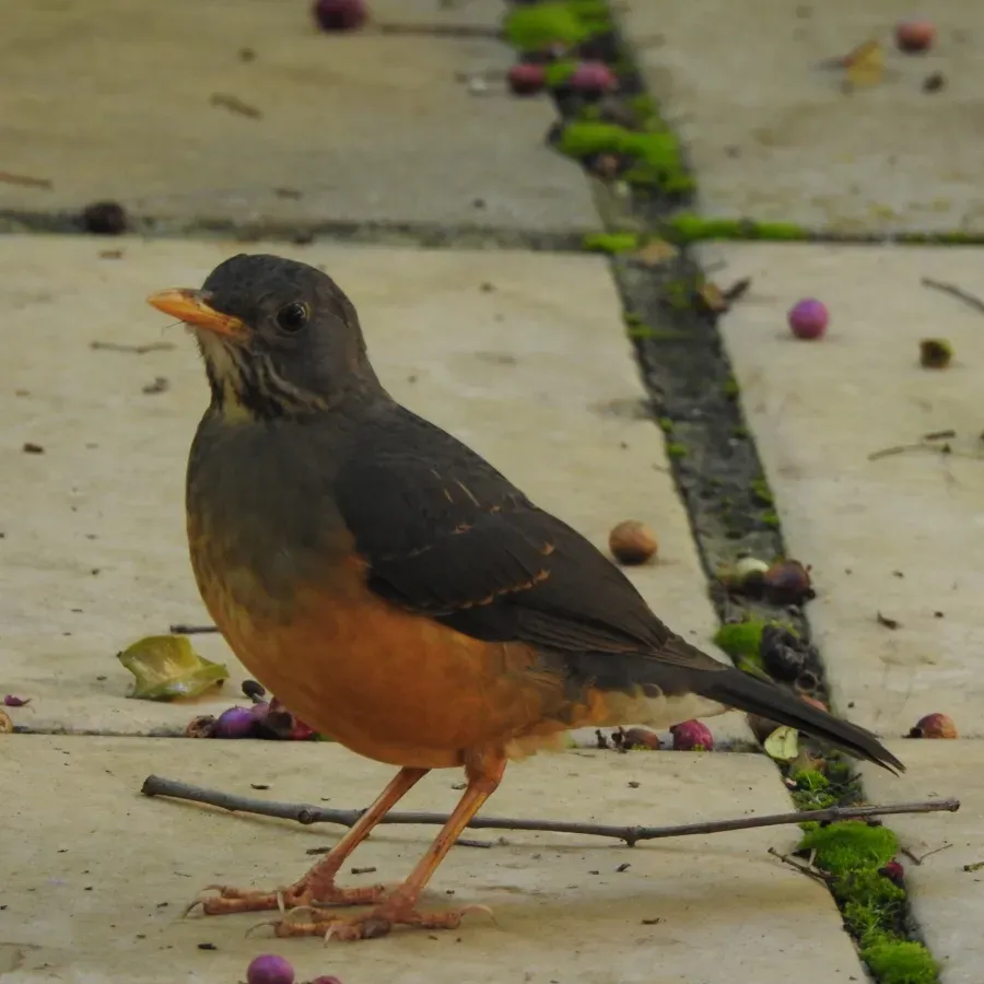 File:Turdus olivaceus 299461933.jpg